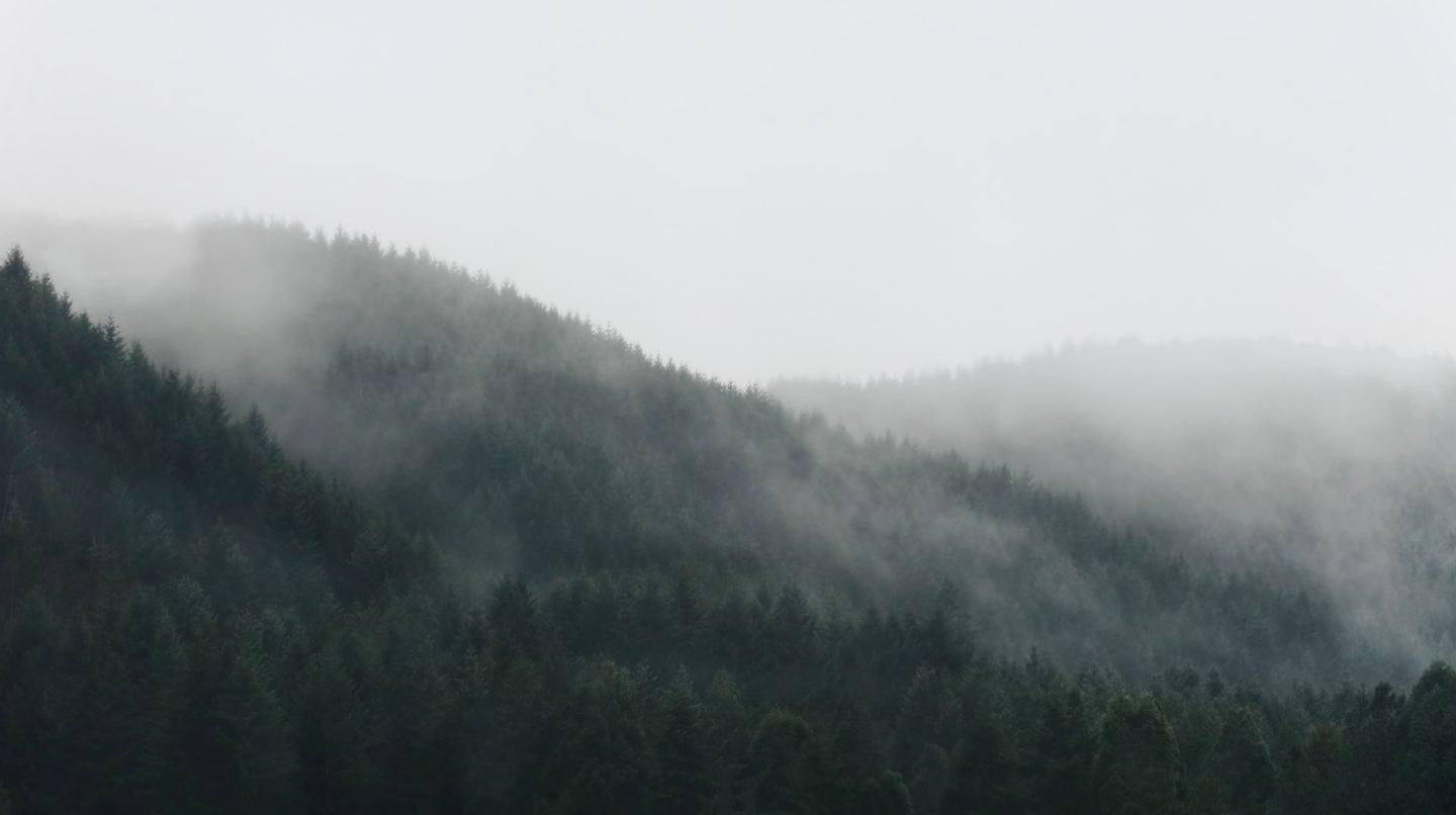 Fog moving through forested hills on the Oregon coast